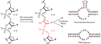 Graphical abstract: RNA backbone chemical structures with 3′-5′ and 2′-5′ linkages (left) polymerize non-enzymatically into functional RNAs including a hammerhead ribozyme and FMN aptamer (right) (Engelhart et al., Nature Chemistry 2013)