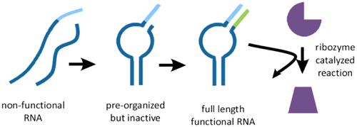 Schematic of non-enzymatic RNA primer extension: non-functional RNA strands hybridize to form a pre-organized but inactive complex, which extends to a full-length functional RNA capable of ribozyme-catalyzed reactions