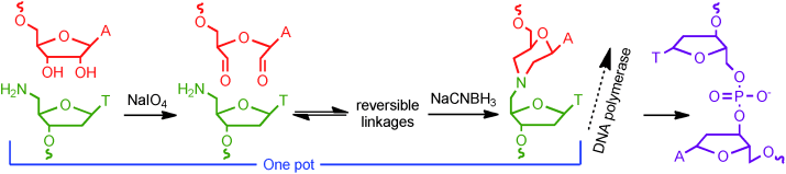 Reaction scheme for one-pot nonenzymatic DNA ligation: nucleosides are oxidized with NaIO4 to form reversible Schiff base linkages, then reduced with NaCNBH3 to yield stable linkages usable by DNA polymerase