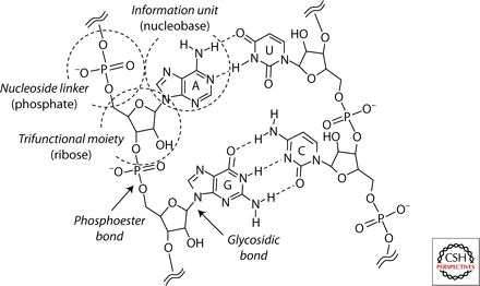 Structural diagram of a primitive genetic polymer strand annotated with key chemical features: information unit (nucleobase), nucleoside linker (phosphate), trifunctional moiety (ribose), phosphoester bond, and glycosidic bond