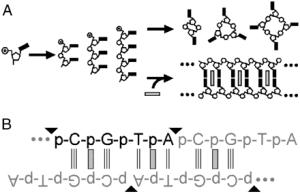 Two-panel schematic: A) intercalation promotes linear polymerization of oligonucleotides over cyclization, illustrated by stepwise growth from monomer to polymer; B) complementary base-pairing alignment of self-complementary oligonucleotide sequences in intercalation-mediated ligation