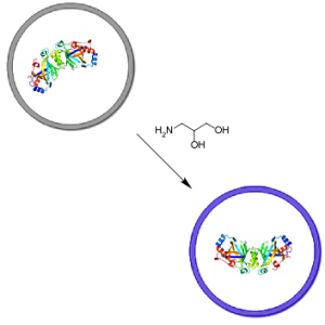 Schematic of collaboration between primitive cell membranes and soluble catalysts: a fatty acid vesicle (gray membrane) containing RNA gains a 3-amino-propane-1,2-diol molecule and transforms into a vesicle with a purple oleic acid membrane, representing activation of an encapsulated ribozyme by a membrane-compatible amino acid