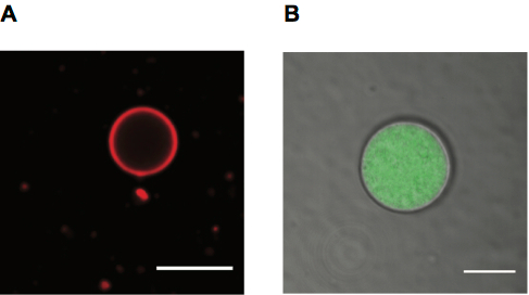 Fluorescence microscopy of fatty acid liposomes: A) single large unilamellar vesicle with red Rh-DHPE membrane label on a black background; B) same liposome with green fluorescent encapsulated contents shown in bright-field overlay, demonstrating successful cargo encapsulation
