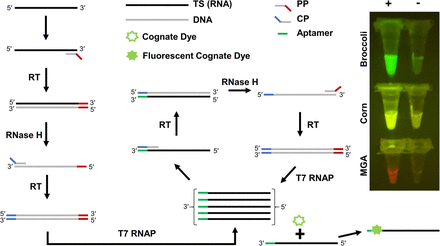 Reaction schematic and fluorescence readout for multiplexed isothermal pathogen detection: RNA template undergoes reverse transcription, RNase H digestion, second RT, and T7 RNAP transcription to generate fluorescent aptamers (Broccoli, Corn, MGA), with sample tube photos showing aptamer-specific fluorescence