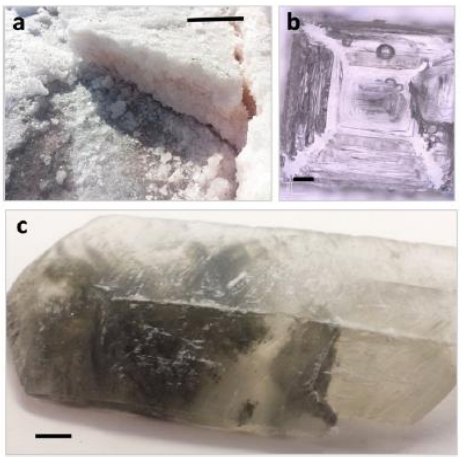 Fig. 2 from 'Salty Environments' (Adopted from Perl and Baxter, 2020) Evaporite minerals at the north arm of Great Salt Lake. (a) Halite terrace forming as the north arm waters of Great Salt Lake recede in summer desiccating conditions. Evaporation may lead to entrapped pigmented halophilic microorganisms as the lakeshore is desiccated, which results in pink halite. Note the layered pigmented sections below non-pigmented material (Perl 2019). The scale bar represents ~12 cm. (b) A typical halite hopper crystal collected from the north arm of the lake. Fluid inclusions are evident in the crystalline structure. The scale bar represents 0.10 cm. (c) Gypsum (CaSO₄·2H₂O) crystal retrieved from the sediment of evaporated brine from the north arm shore, showing entombed Fe-rich clays within the transparent mineral matrix. The scale bar represents ~1 cm. During precipitation, these minerals tend to align vertically and perpendicular to saturated sediments and fluids needed for crystal growth