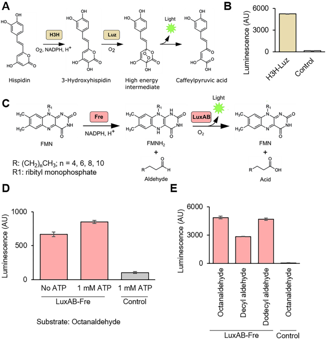 Multi-panel figure on expanded luciferase reporters in cell-free systems: A) chemical structures and bioluminescence reactions of D-luciferin and coelenterazine substrates; B) bioluminescence bar graph comparing LuxAB-Fire vs GFP; C) fatty acid monophosphate substrate structures; D–E) bar graphs comparing luminescence across ATP concentrations and luciferase variants