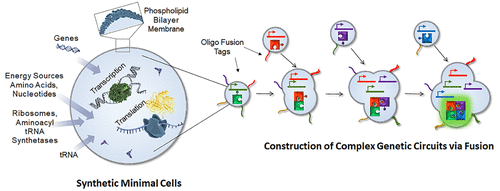 a graphical abstract showing Programmable Fusion and Differentiation of Synthetic Minimal Cells, illustrating DNA-guided fusion between liposomes for joining of compartments
