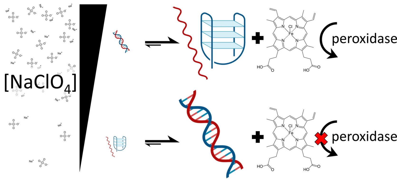 a graphical abstract for Switchable DNA-Based Peroxidases Controlled by a Chaotropic Ion, showing switching from a DNA duplex to a heme-quadruplex complex with peroxidase activity with increasing NaClO4, illustrated by a wedged graphic