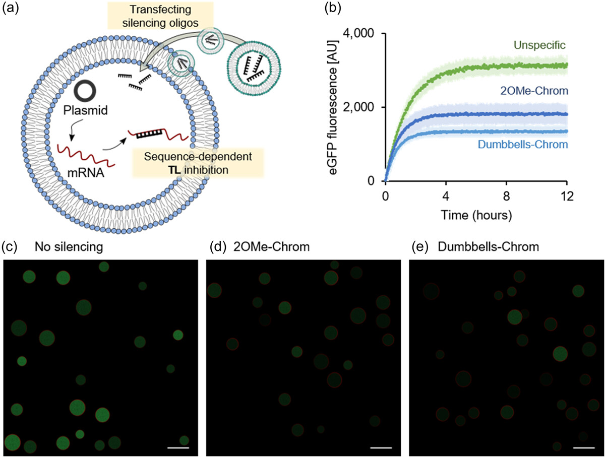 a cartoon, real-time fluorescence traces, and microscopy images showing gene silencing in synthetic cells