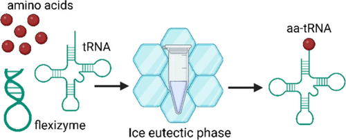 a graphical abstract showing amino acids/tRNA/flexizymes going through an ice eutectic phase intermediate, generating aa-tRNA