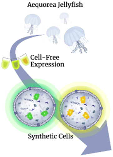 a graphical abstract showing jellyfish, cell-free expresion mixtures with glowing tubes, and liposome synthetic cells with glowing proteins