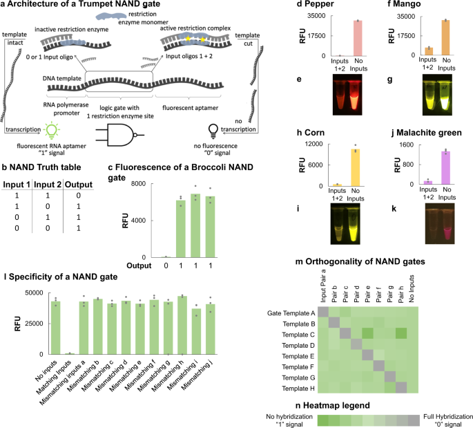 figure panels demonstrating fluorescence readouts of biocomputing using the Trumpet system