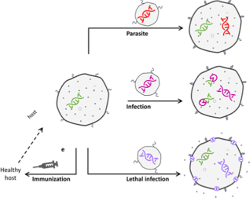 Schematic diagram of three outcomes when synthetic minimal cells interact: (top row) parasite—small cell inserts DNA into a host cell; (middle row) infection—replicating genetic material transfers between cells; (bottom row) immunization by injection followed by lethal infection (Parasites, infections, and inoculation in synthetic minimal cells, ACS 2022)