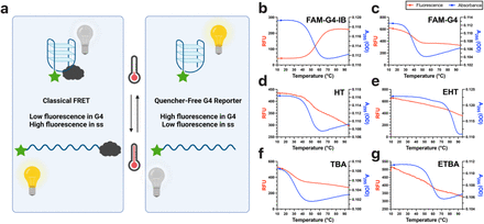 Quencher free fluorescence monitoring of G quadruplex folding