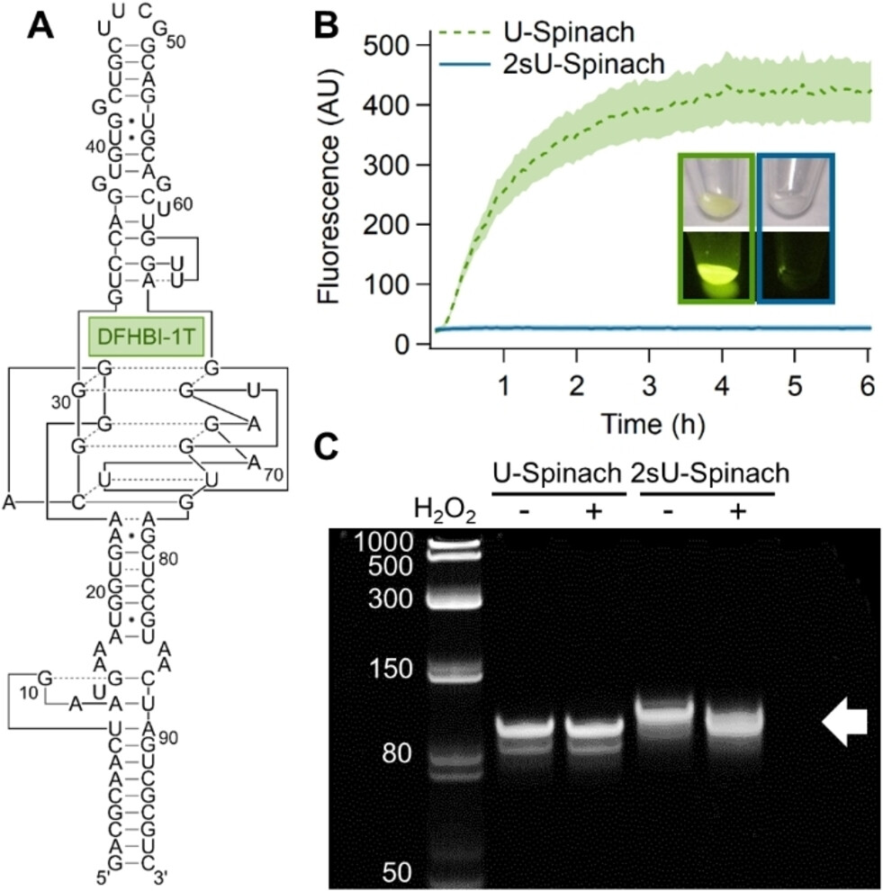 Three-panel figure on oxidative RNA uncaging: A) secondary structure of Spinach aptamer showing DFHBI-1T binding site and 2-thiouridine (2sU) cage position; B) fluorescence recovery curves of U-Spinach (dashed) vs caged 2sU-Spinach (solid) over 6 h with H2O2; C) agarose gel confirming H2O2-dependent band shift of 2sU-Spinach