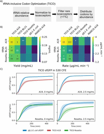 Multi-panel figure showing the TICO (tRNA-inclusive Codon Optimization) approach: A) workflow for normalizing tRNA abundance and filtering rare codons; B) heat maps comparing sfGFP synthesis yield and rate across TICO A19, BL21, Rosetta, pJL1, and MARCO tRNA sources; C) real-time fluorescence traces of sfGFP synthesis in S30 cell-free extract