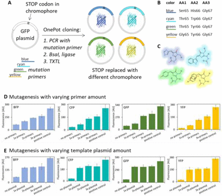 Multi-panel figure showing one-pot chromophore replacement in GFP variants: A) PCR mutagenesis schematic replacing a STOP codon with chromophore codons for BFP/CFP/GFP/YFP using mutation primers, BsaI, and TXTL; B) chromophore amino acid table; C) 3D chromophore structures; D–E) bar graphs of fluorescence with varying primer and template amounts