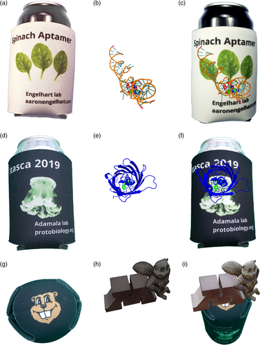 "Tracker" images (top to bottom: two drink koozies and Goldy Gopher) to be scanned with augmented reality (left column), 3D models (center column) of fluorescent aptamers and GFP, and overlays of the two as observed in augmented reality (right column)