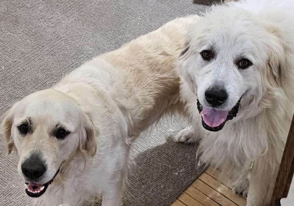 A photo of Dug, a cream-colored golden retriever, and Hank, a great pyrenees