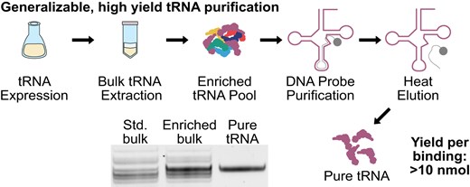 Graphical abstract showing a tRNA purification workflow: tRNA expression to bulk extraction to enriched pool to DNA probe purification to heat elution, with gel image comparing standard bulk, enriched bulk, and pure tRNA bands; yield exceeds 10 nmol per binding
