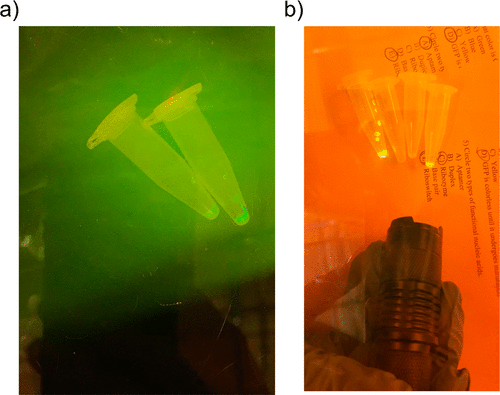 An image of Eppendorf tubes containing fluorescent liquids glowing under illumination with a blue flashlight, and an orange background, caused by an imaging filter